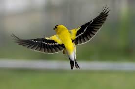 G is for Goldfinches and Other State&nbsp;Symbols